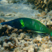 Bird Wrasse - Photo (c) leitchbird, some rights reserved (CC BY-NC)