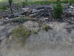 Phylica spicata spicata