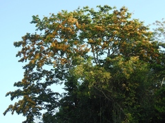 Pterocarpus rohrii