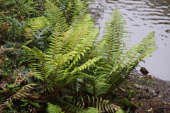 Polystichum polyblepharum