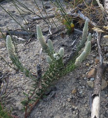 Phylica spicata spicata
