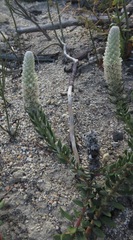 Phylica spicata spicata