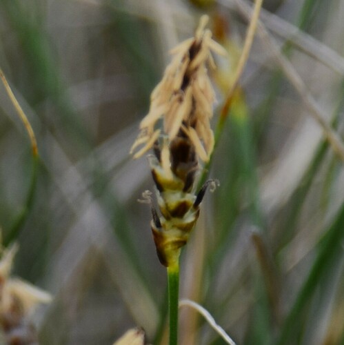 Image of Threadleaf Sedge (Carex filifolia) by (c) Eric Lamb, some rights reserved (CC BY)