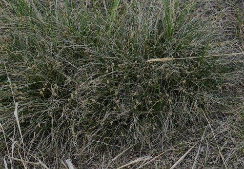 Image of Threadleaf Sedge (Carex filifolia) by (c) Eric Lamb, some rights reserved (CC BY)