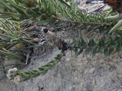 Phylica spicata spicata