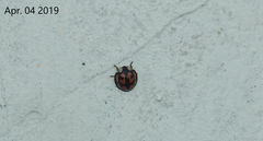 Aiolocaria hexaspilota