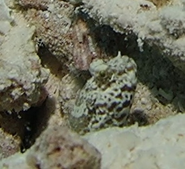 Side-spot Shrimp-goby