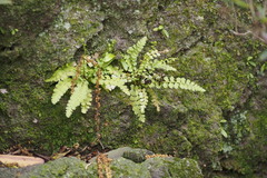 Asplenium incisum