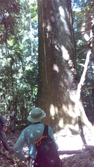 Bertholletia excelsa