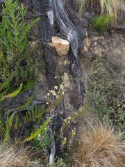 Helichrysum foetidum