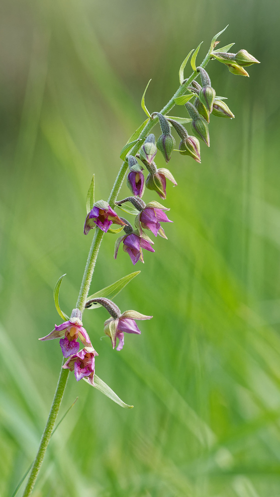 Epipactis × pupplingensis