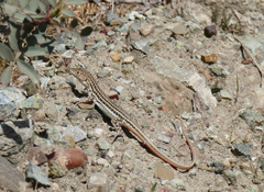 Acanthodactylus schreiberi