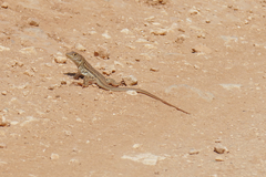 Acanthodactylus schreiberi