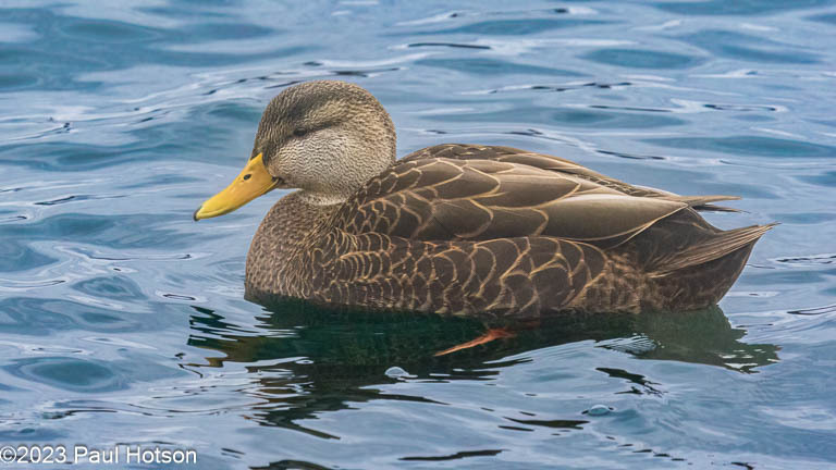 American Black Duck