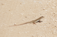 Acanthodactylus schreiberi
