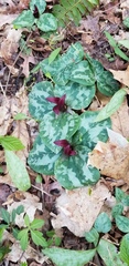 Trillium decumbens