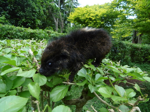 Western Tree Hyrax