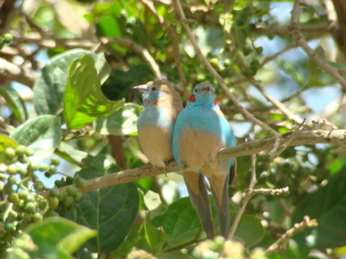 Red-cheeked Cordonbleu
