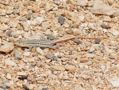 Acanthodactylus schreiberi