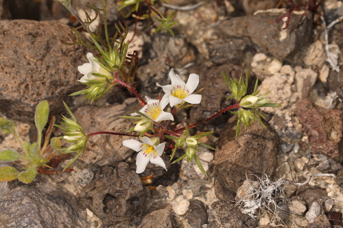 Image of Linanthus demissus by (c) Steve Matson, some rights reserved (CC BY)