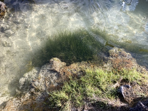 Ruppia maritima observed 2023-11-18