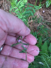Vicia minutiflora
