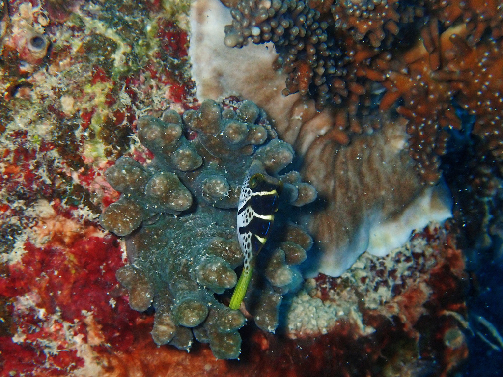 False puffer