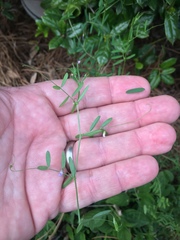 Vicia minutiflora