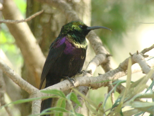 Tacazze Sunbird
