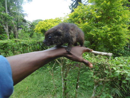 Western Tree Hyrax