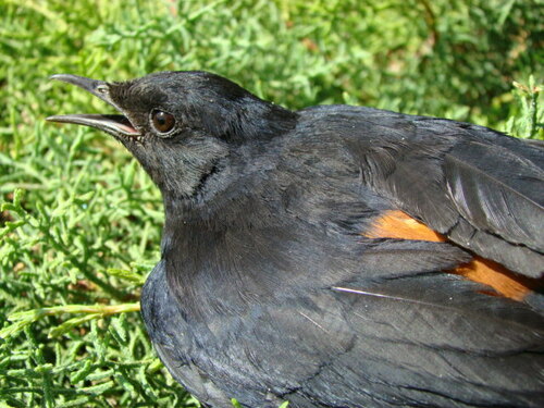 Mocking Cliff-Chat