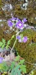 Phacelia bipinnatifida