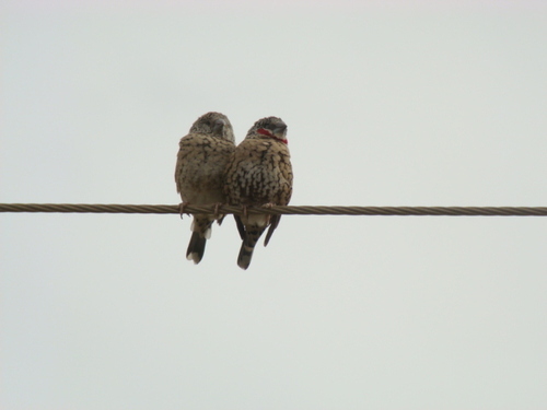 Cut-throat Finch
