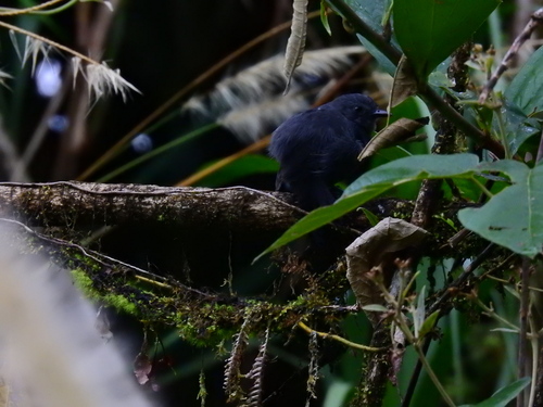 Blackish Antbird (Cercomacroides nigrescens), photo 6