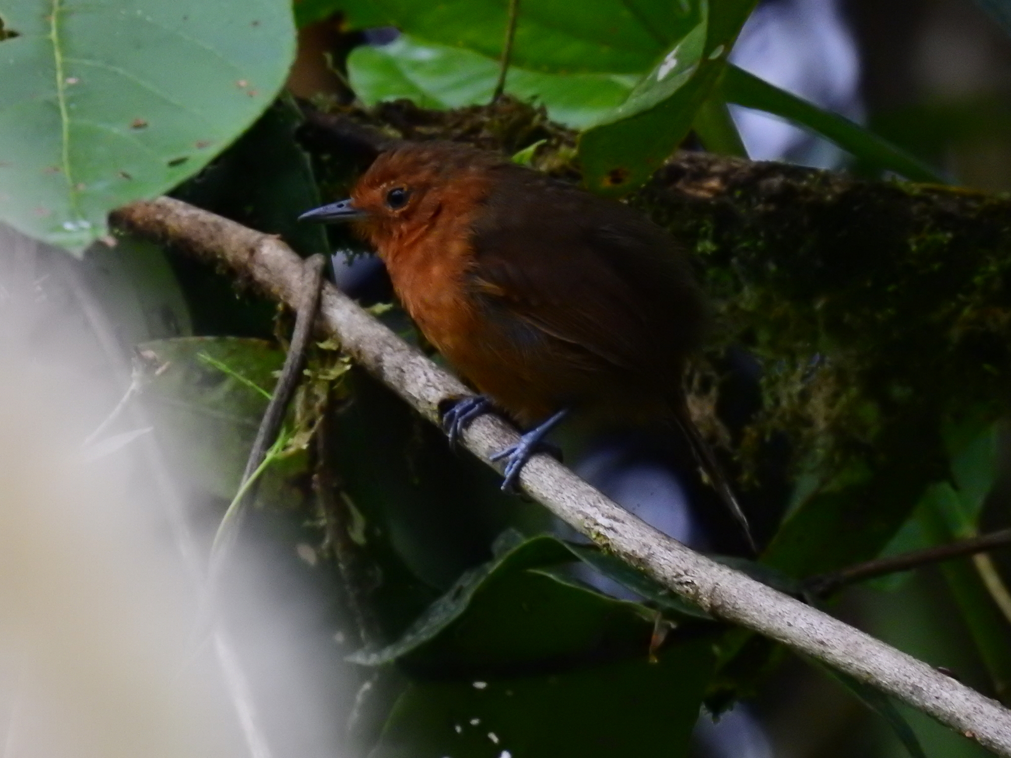 Blackish Antbird (Cercomacroides nigrescens)