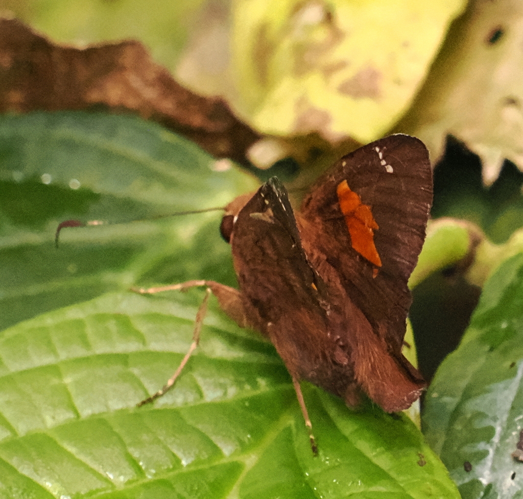 Venada cacao
