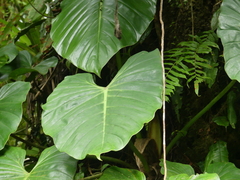 Philodendron schottianum, photograph Ellyne Geurts, CC0, iNaturalist via GBIF