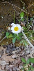 Erigeron pulchellus