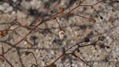 Nemacladus orientalis