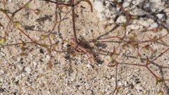 Nemacladus orientalis