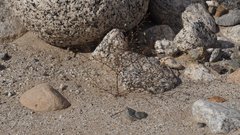 Nemacladus orientalis