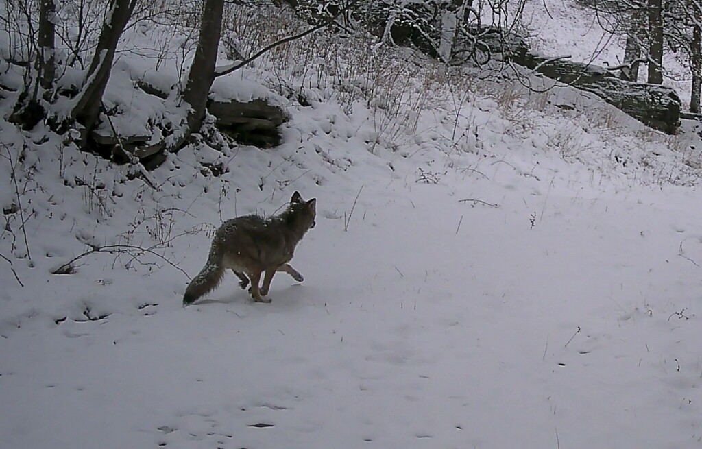 Coyote In December 2023 By Rbartgis Game Cam INaturalist   Large 