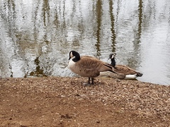 Branta canadensis