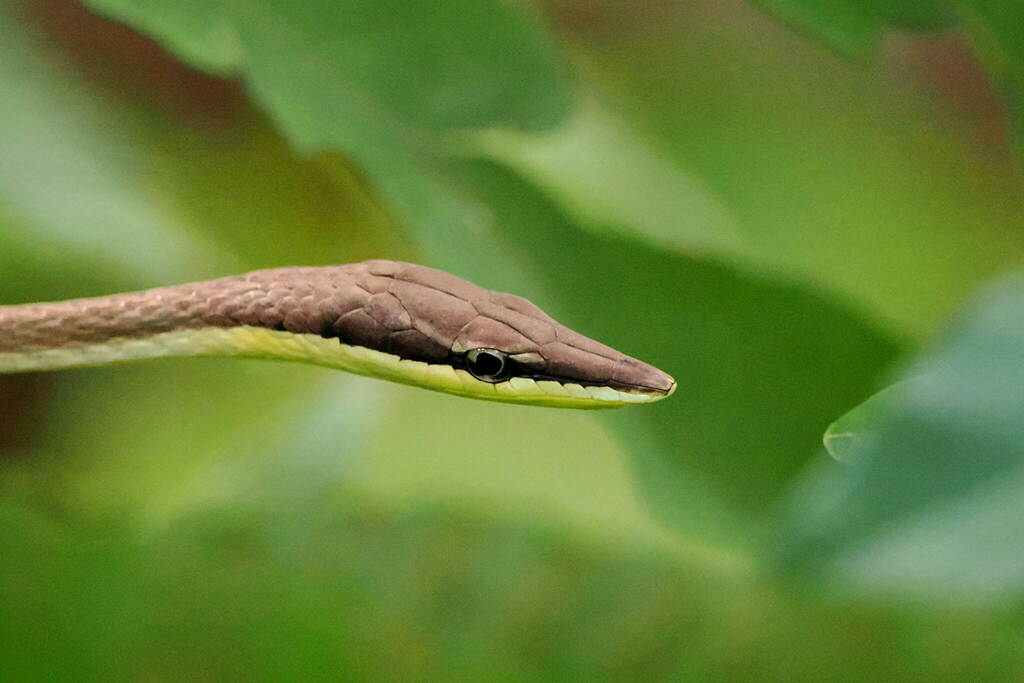 Rutherford's Vine Snake from Spring Hill Estate, PO Box 4710, Arima ...
