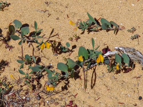 Coronilla repanda
