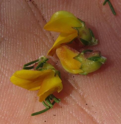 Image of Aspalathus arida by (c) Tony Rebelo, some rights reserved (CC BY-SA)