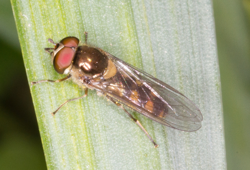 Spotted Thintail