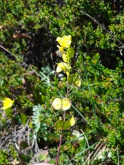 Biscutella laevigata
