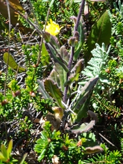 Biscutella laevigata