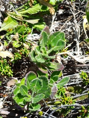 Biscutella laevigata